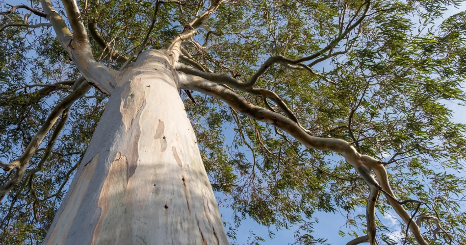 An Evening at Eucalyptus Park